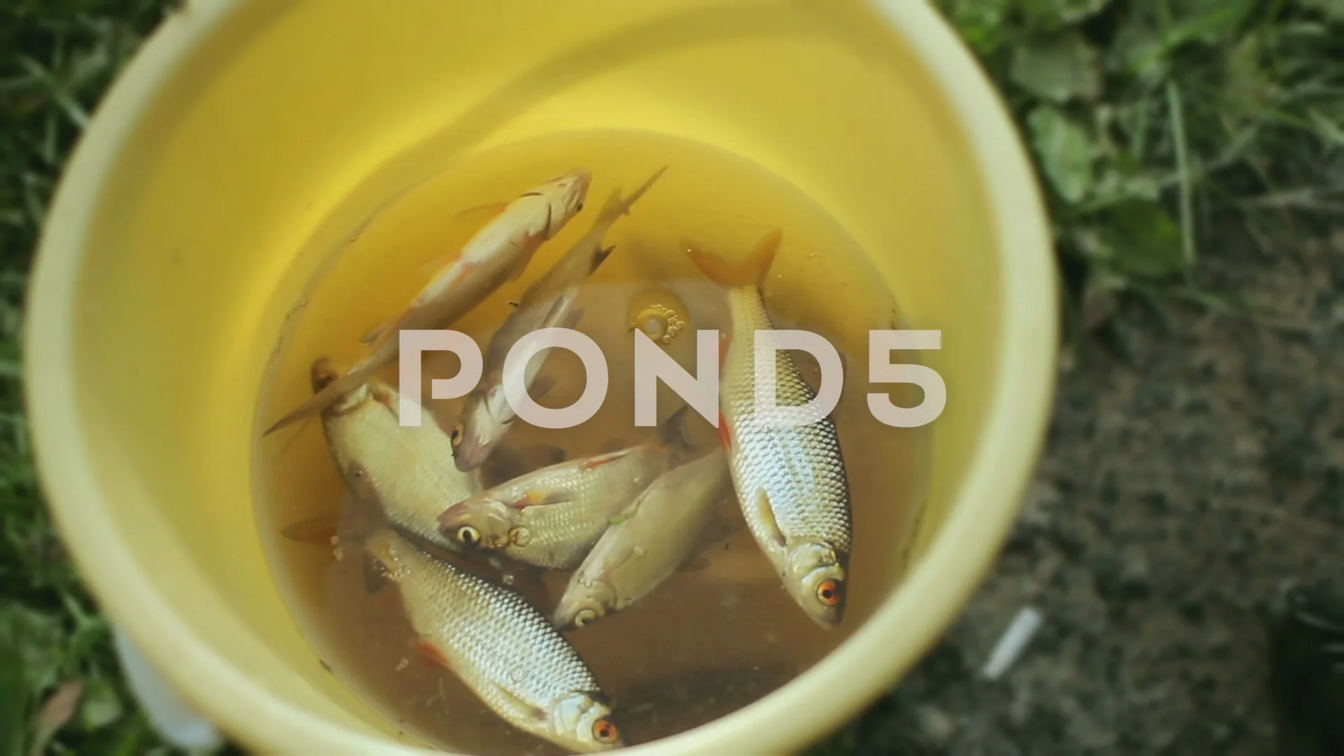 Fresh small fish in a yellow bucket. Fis, Stock Video