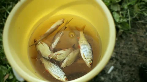 Fresh small fish in a yellow bucket. Fisherman caught a few small fish Stock Footage 66200766