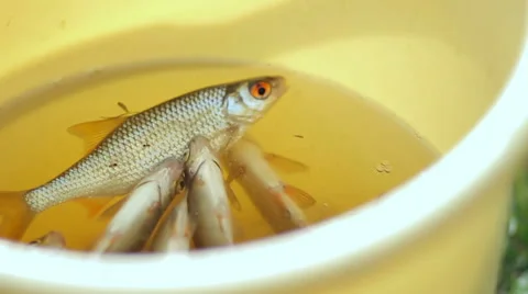 Fresh small fish in a yellow bucket. Fisherman caught a few small fish Stock Footage 66200780