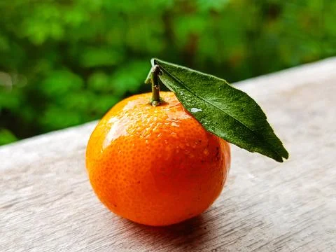 Fresh Small Mandarin Orange with Leaf on Wooden Surface Mini Tangerine Citrus Fr 스톡 사진