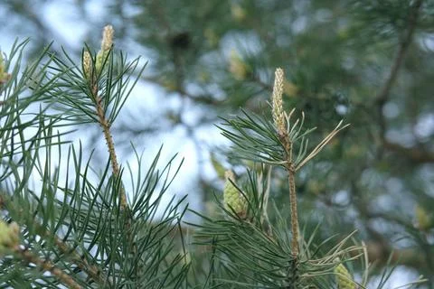 Fresh small pine cones on pine tree. 스톡 사진