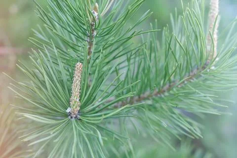 Fresh small pine cones on pine tree. 스톡 사진