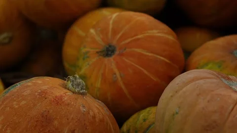 Fresh small pumpkins lie on the counter in the store Stock Footage 138287653