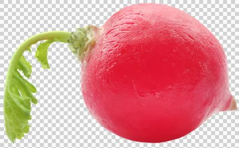 Fresh small radish Stock Photos