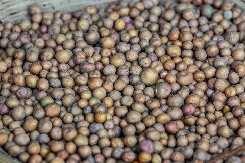 Fresh small red potatoes vegetable on the basket. Red potatoes close-up backg 스톡 사진