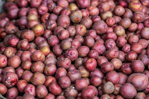 Fresh small red potatoes vegetable on the basket. Red potatoes close-up backg 스톡 사진