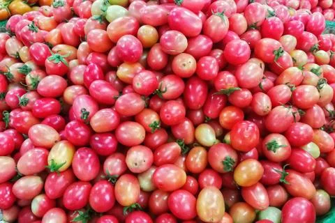 Fresh small red Tomatoes at Organic farming market Bangkok Stock Photos