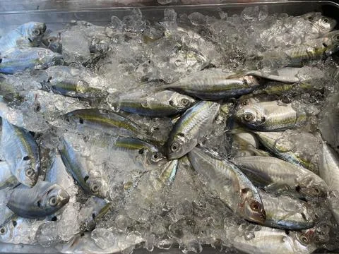 Fresh Small Silver Fish on Crushed Ice Stock Photos