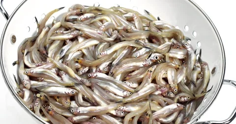 Fresh Smelts, osmerus eperlanus into Dish Drainer against White Background, Real Stock Footage