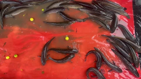 Fresh snake head murrel fish Catch in Red Container at Fish Farm or Market Video stock 327517002