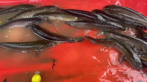 Fresh snake head murrel fish Catch in Red Container at Fish Farm or Market Video stock 327517023