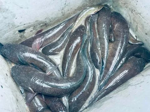 Fresh Snakehead Fish in a White Plastic Container at a Local Market Stock Photos