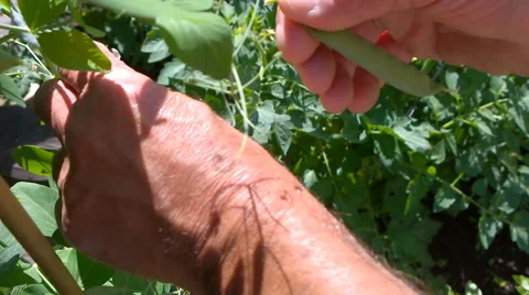Fresh Snap Peas Stock Footage 65039399