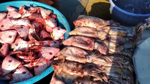 Fresh snapper and squid heads Stock Footage 289290583