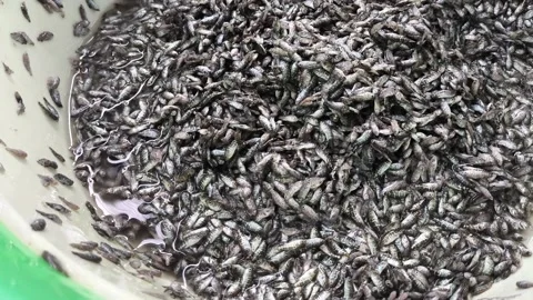 Fresh Snapper Fish Fingerlings Larvae in Basin for Aquaculture Hatchery Nursery Stock Footage 343741448