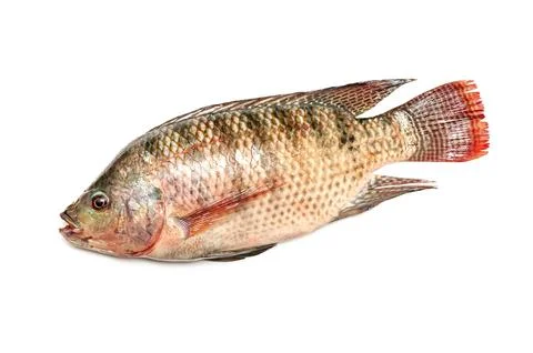 Fresh snapper fish isolated on a white background Stock Photos