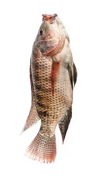 Fresh snapper fish isolated on a white background Foto stock