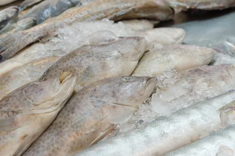 Fresh Snapper fish Foto stock