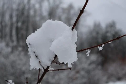 Fresh snow accumulating on thin branch in winter forest Stock Photos