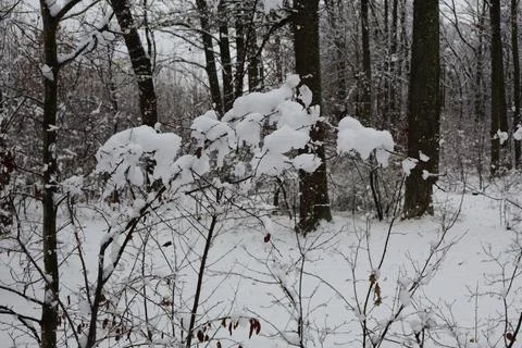 Fresh snow accumulating on tree branches in a serene winter forest Stock Photos