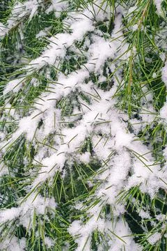 Fresh snow on cedar tree Stock Photos