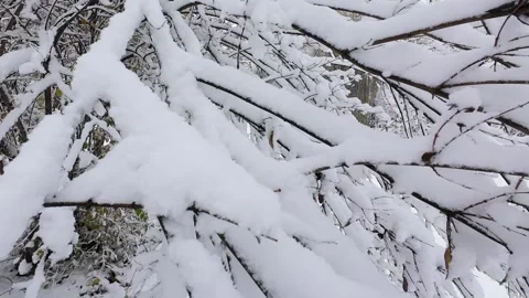 Fresh snow covers tree branches in a winter forest.  動画素材 321830762