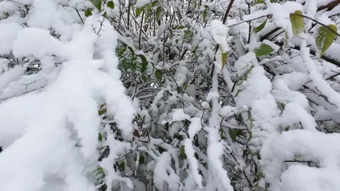 Fresh snow covers tree branches in a winter wonderland scene. 動画素材 321831100