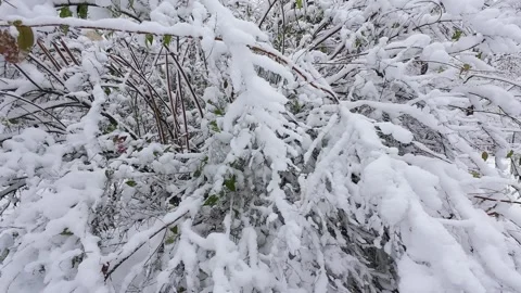 Fresh snow covers tree branches in a winter wonderland scene.  Stock-Footage 321831179