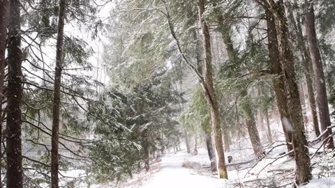 Fresh snow fall in pine woodland forest, cold weather magical cinematic loo.. Stock Footage 262000908