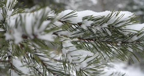 Fresh Snow Fallen On An Evergreen Video stock 165093192
