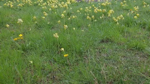 Fresh snow falling on lush green grass with blooming yellow primrose flower.. Vídeos de archivo 334448418