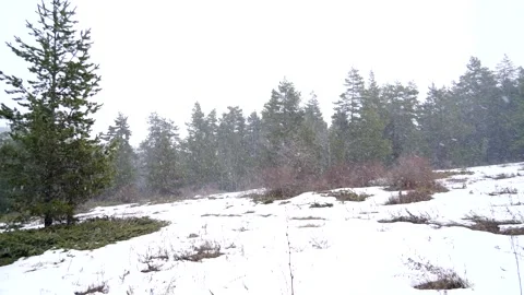Fresh snow falling over melting spring snow in sparse forest clearing - Habitat Stock Footage 339457261