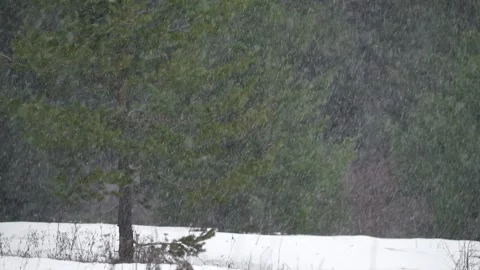 Fresh snow falling over melting spring snow in sparse forest clearing - Weather Stock Footage 339458387