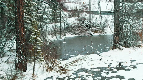Fresh snow falling pine forest and creek, slow tilt up Stock Footage 171711756