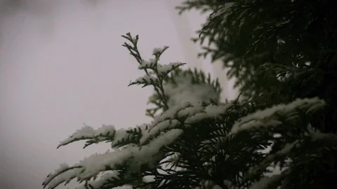 Fresh snow falling on a pine tree branch - HD Stock Footage