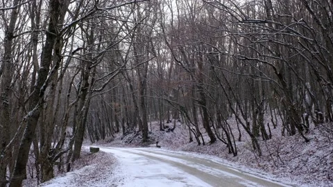 Fresh snow falling at the trees and road Video stock 146647777