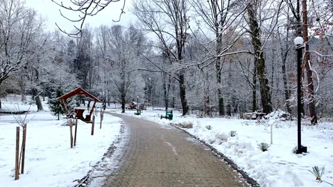 Fresh snow falling,blizzard in city park,trees in forest in freezing cold winter Stock Footage 299329591