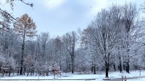 Fresh snow falling,strong blizard in park,forest covered ground in freezing cold Stock Footage 284317587