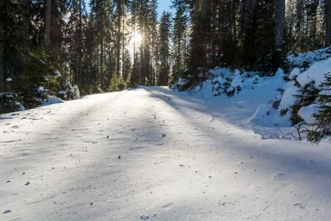 Fresh snow has fallen in forest. Stock Photos