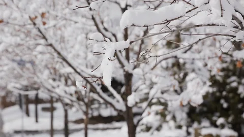 Fresh Snow Melting on Tree Branches Stock Footage 101081523