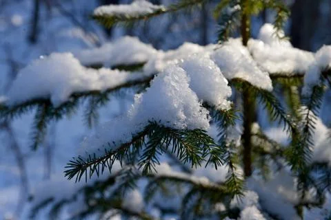 Fresh Snow Stock Photos