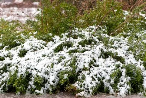 Fresh snow Stock Photos