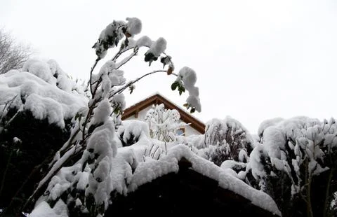 Fresh snow Stock Photos