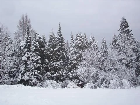 Fresh Snow Stock Photos