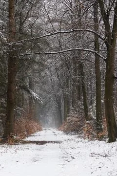 Fresh Snow on a Sandy Forest Path Leading into the Distance Stock Photos