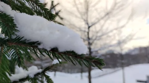 Fresh snow on spruce tree branch Video stock 256673068