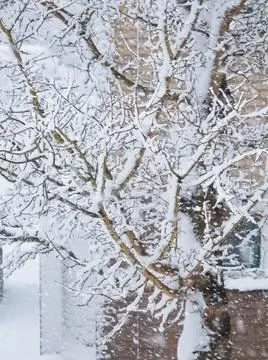Fresh snow on tree branches Stock Photos