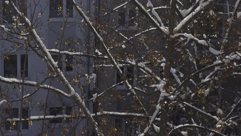 Fresh snow on tree Video stock 148114021