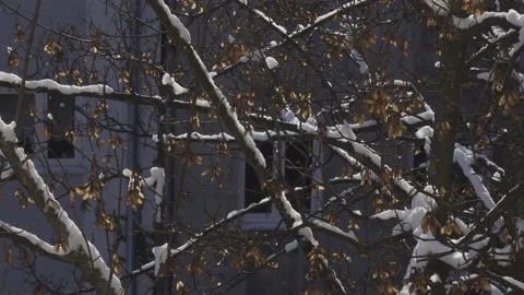 Fresh snow on tree Stock Footage 148114084