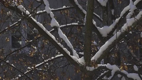 Fresh snow on tree Stock Footage 148114088